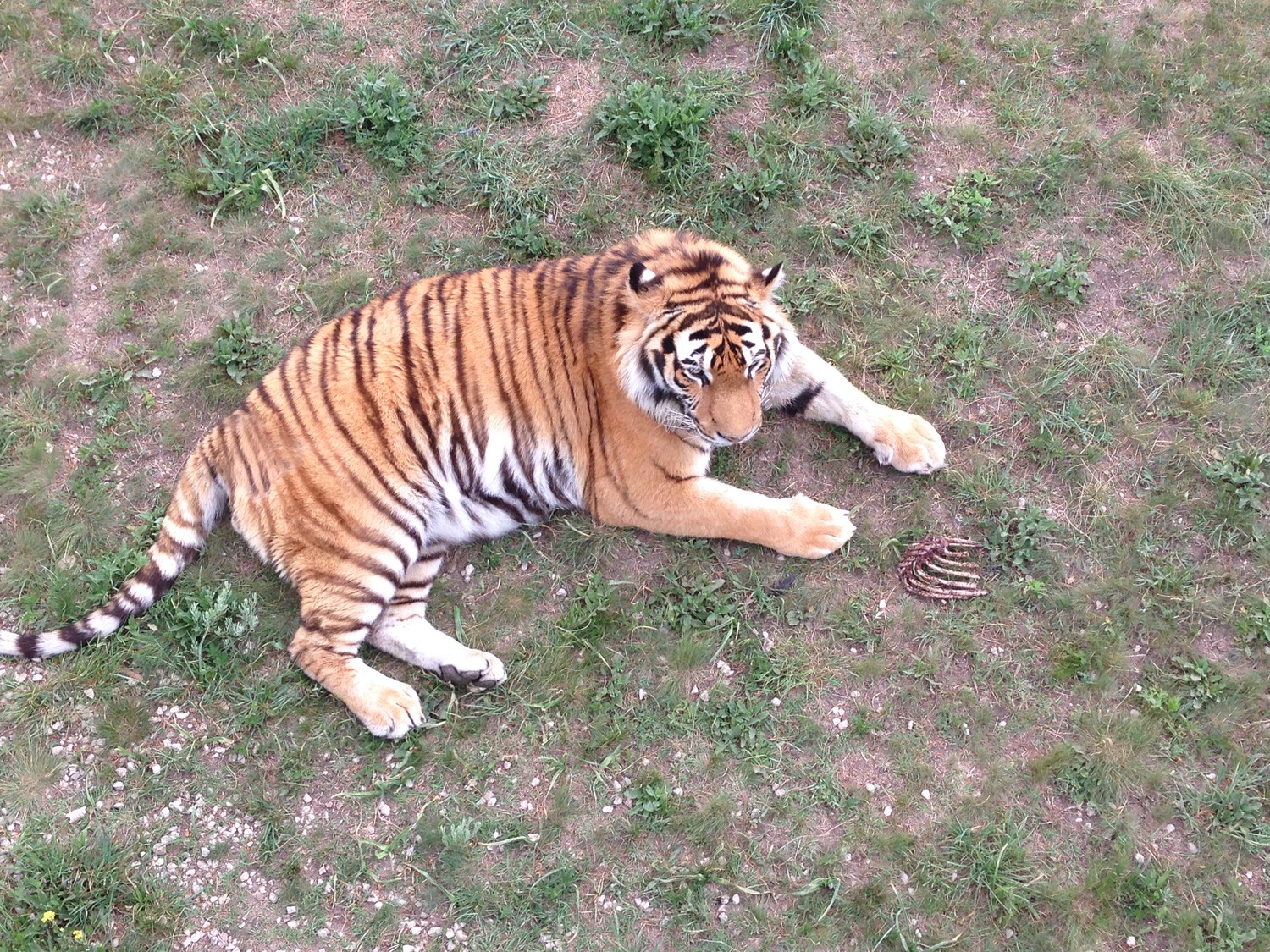 Тигр Тайган