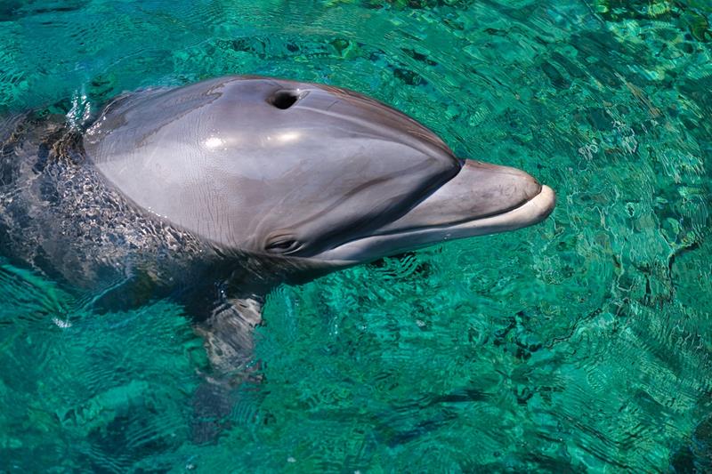эйлат дельфин