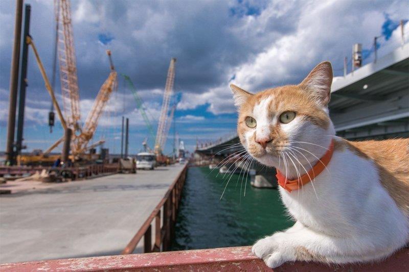 кот мостик