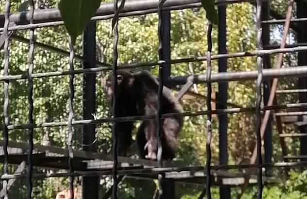 лиза шимпанзе тайган
